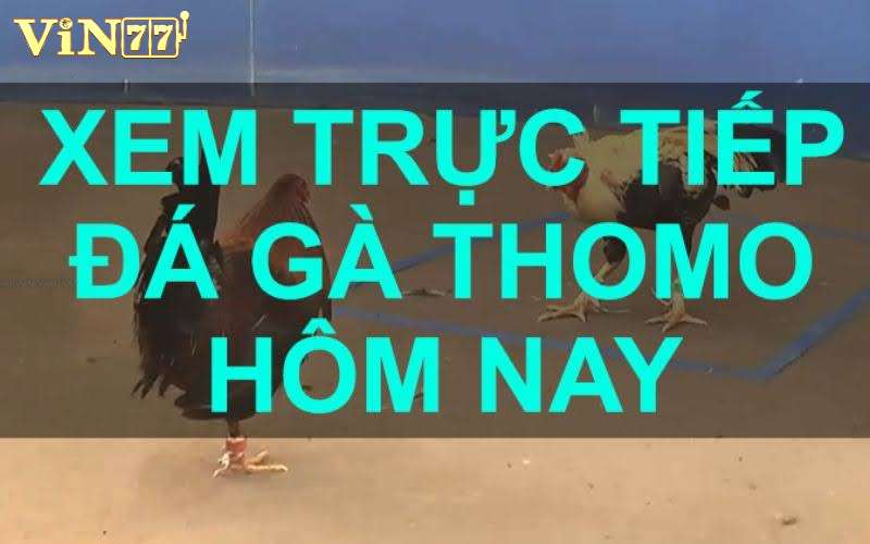 Tổng quan về đá gà Thomo tại vin77